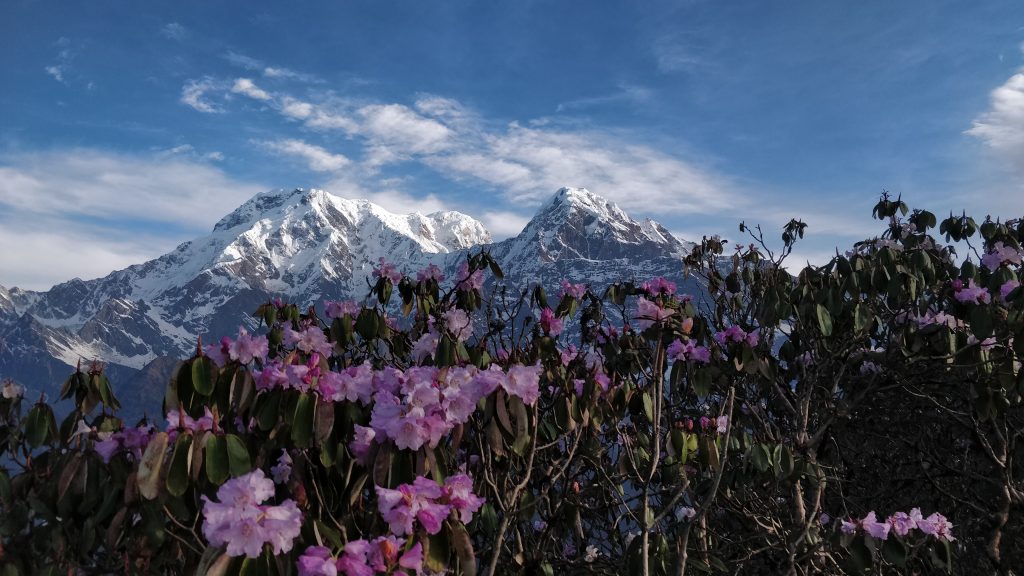 Mardi Himal with Flowers