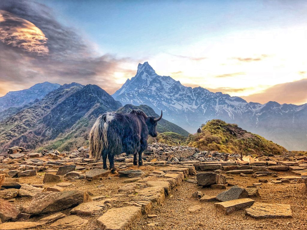 Solo trek in Nepal - Mardi Himal - Yak
