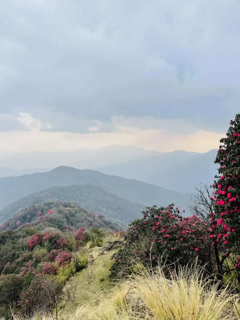 Rhododendron on the way Khumai Danda Trek